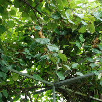 фото из отзыва ID 1811801