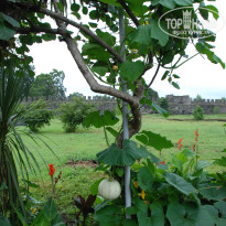 фото из отзыва ID 1811801