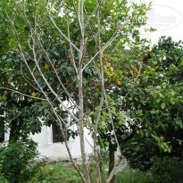 фото из отзыва ID 1811801