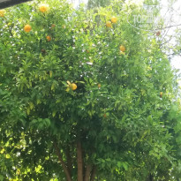 фото из отзыва ID 1813380