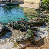 фото из отзыва ID 1814167