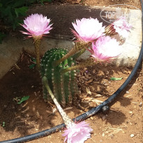 фото из отзыва ID 1815117