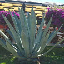 фото из отзыва ID 1817226