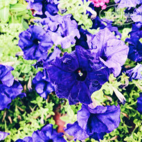 фото из отзыва ID 1818607