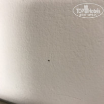 фото из отзыва ID 1819599