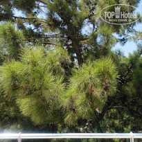 фото из отзыва ID 1817088