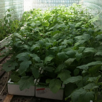 фото из отзыва ID 1811623