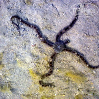 фото из отзыва ID 182031