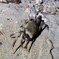 фото из отзыва ID 182031