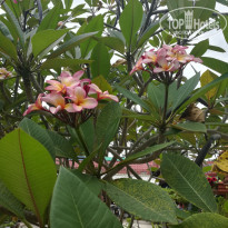 фото из отзыва ID 1820079