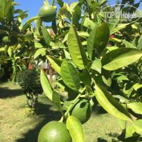 фото из отзыва ID 1820219