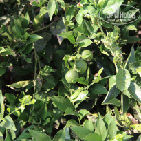 фото из отзыва ID 1821183