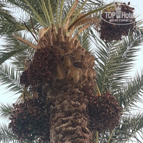 фото из отзыва ID 1821595