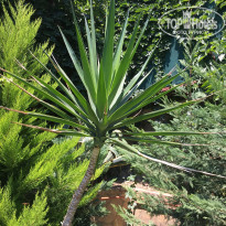 фото из отзыва ID 1822042