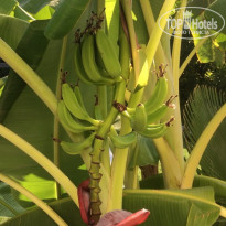 фото из отзыва ID 1825210