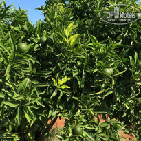 фото из отзыва ID 1826185