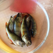 фото из отзыва ID 1829065