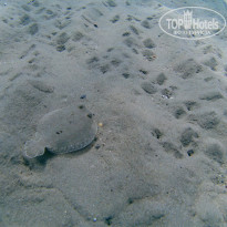 фото из отзыва ID 1820421