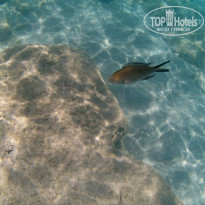 фото из отзыва ID 1820421