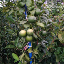 фото из отзыва ID 1830963