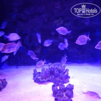 фото из отзыва ID 1831114