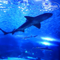 фото из отзыва ID 1831114