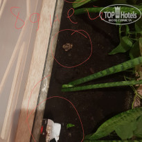 фото из отзыва ID 1831180