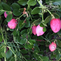 фото из отзыва ID 1831519