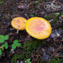 фото из отзыва ID 1832377