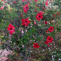 фото из отзыва ID 1835124