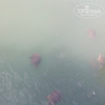 фото из отзыва ID 1835124