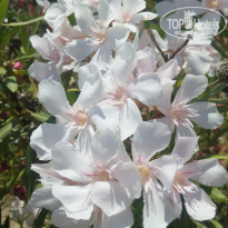 фото из отзыва ID 1835124