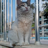 фото из отзыва ID 1835549