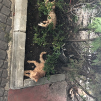 фото из отзыва ID 1837822