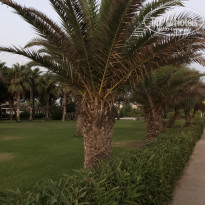 фото из отзыва ID 1837822