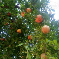 фото из отзыва ID 1838076