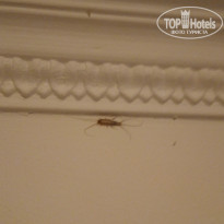 фото из отзыва ID 1838159