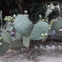 фото из отзыва ID 1839311