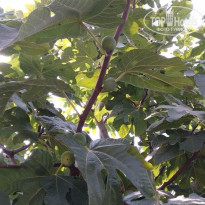 фото из отзыва ID 1842459