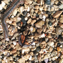 фото из отзыва ID 1844093