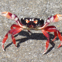 фото из отзыва ID 1845653