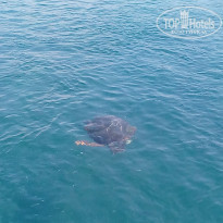 фото из отзыва ID 1847998