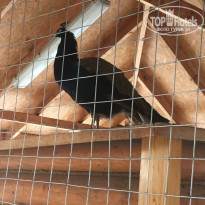 фото из отзыва ID 1848725