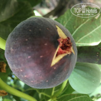 фото из отзыва ID 1846774