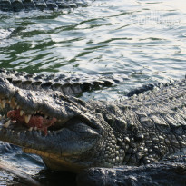 фото из отзыва ID 1850132