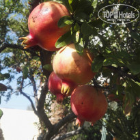 фото из отзыва ID 1850096