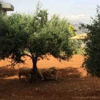 фото из отзыва ID 1850816