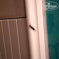 фото из отзыва ID 1851524