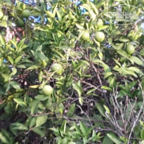 фото из отзыва ID 1851817