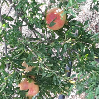 фото из отзыва ID 1851817